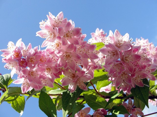 Deutzia  'Strawberry Fields'